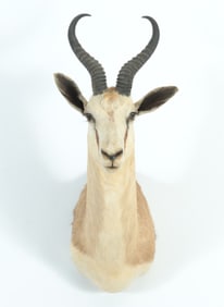 Springbok Taxidermy Mount