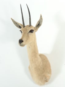 Vaal Rhebok Taxidermy Mount