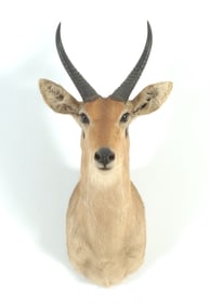 Reedbuck Taxidermy Mount