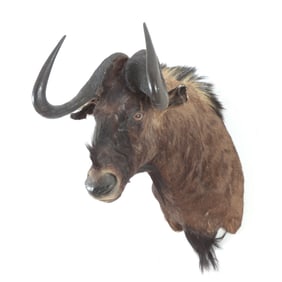 Wildebeest Taxidermy Mount