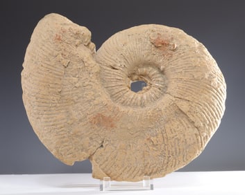 Hayes Parker Sandstone Ammonite Wall Sculpture