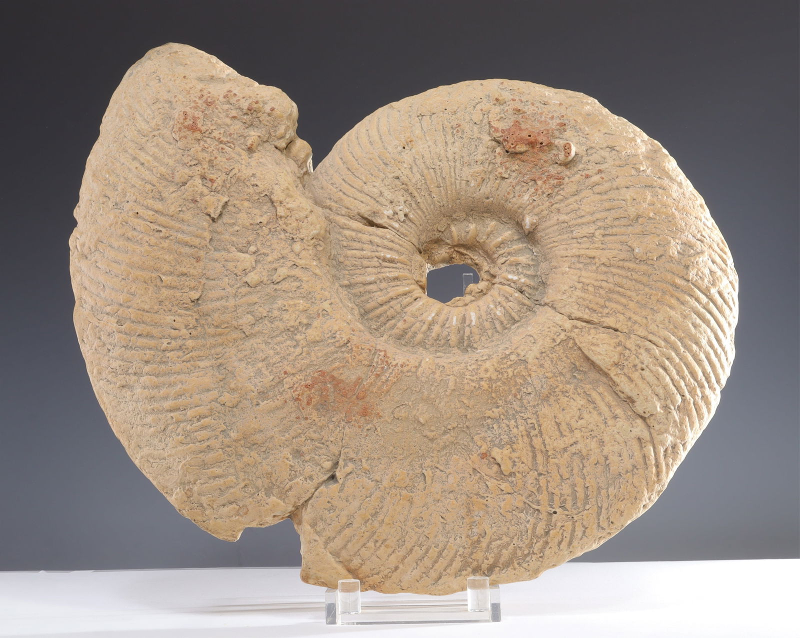 Hayes Parker Sandstone Ammonite Wall Sculpture (1 of 8)