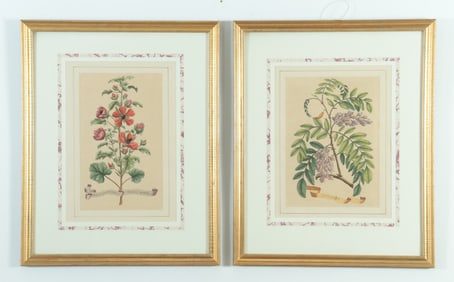 After Abraham Munting - Two Botanical Engravings