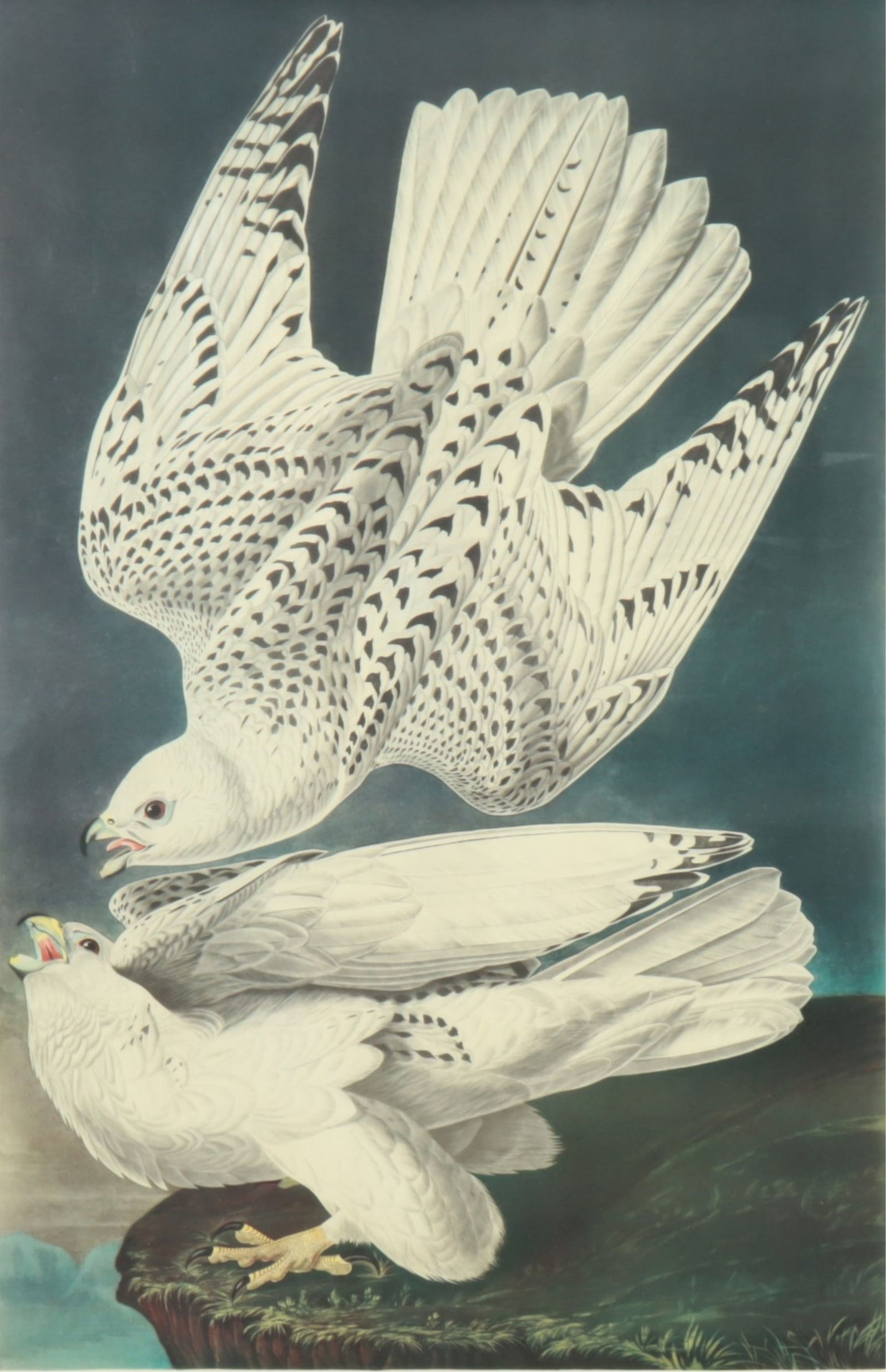 After J.J. Audubon - Iceland or Jer Falcon (1 of 9)