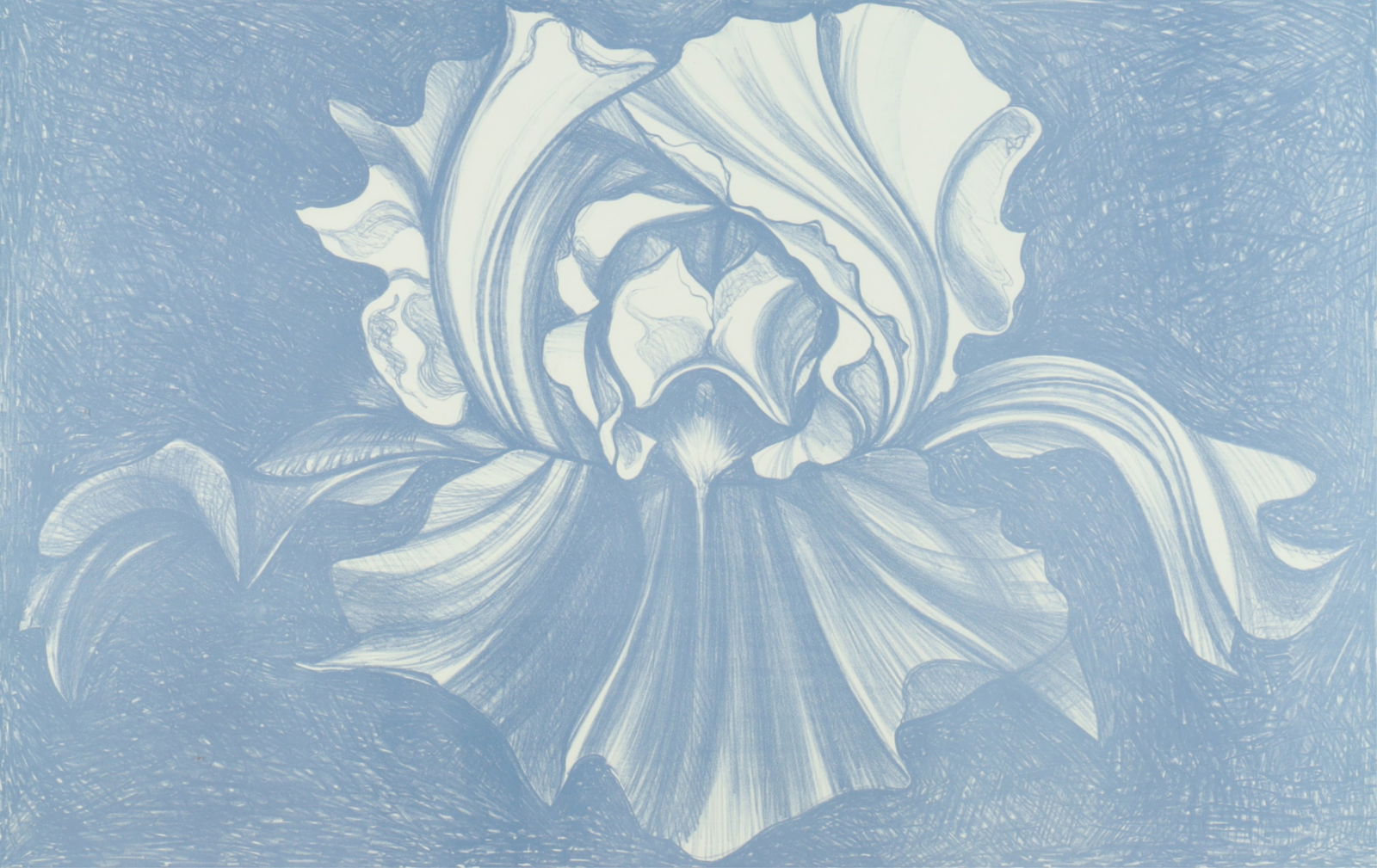 Lowell Nesbitt - Iris Etching (1 of 7)