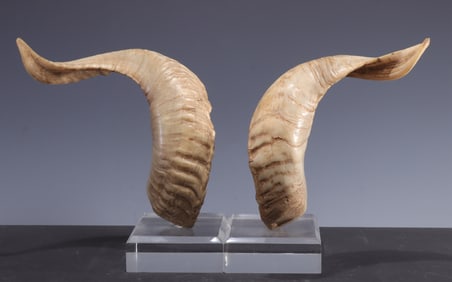 Pair of Rams Horns Bookends
