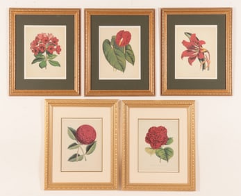 Five Modern Botanical Framed Prints