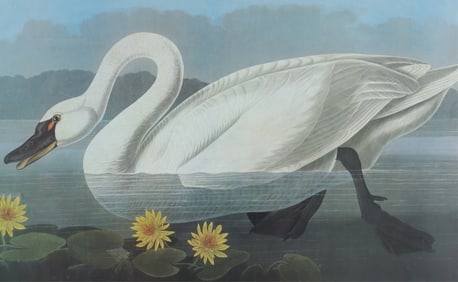 John James Audubon - Common American Swan