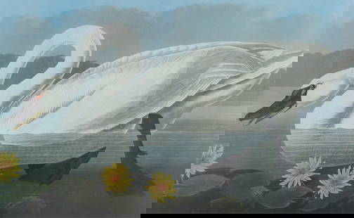 John James Audubon - Common American Swan: John James Audubon (1785-1851) - Common American Swan. Plate CCCC XI. Color printed lithograph. Gallery label on verso. Frame - 34" H x 46" WSight - 25" H x 36" W