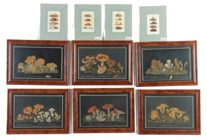 Mushroom Chromolithographs; Cooking Prints