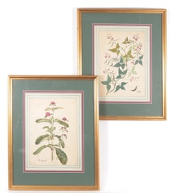 Pair of Botanical Engravings, 19th C