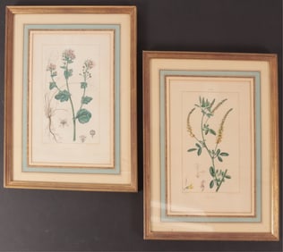 After Pierre Turpin - Two Botanical Prints