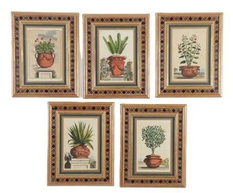 Abraham Munting - Botanical Prints