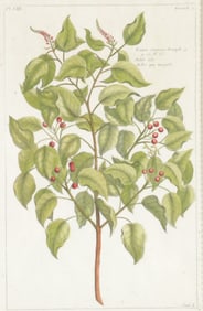 18th C. German Botanicals - Engravings