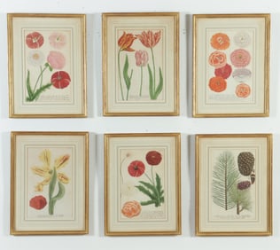 After Johann Wilhelm Weinmann - Botanical Prints