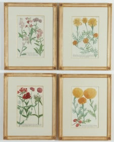 After Johann Wilhelm Weinmann - Botanical Prints