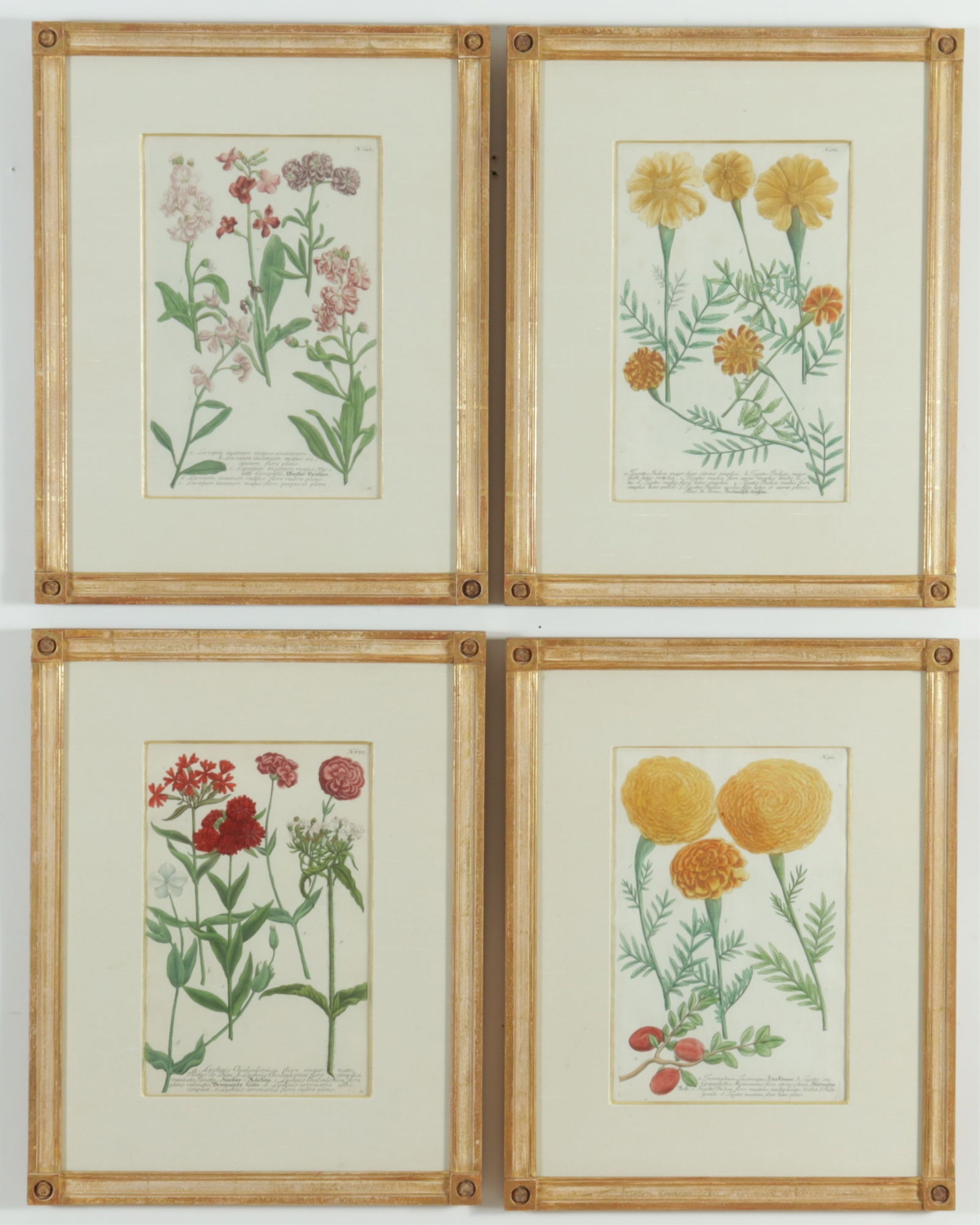 After Johann Wilhelm Weinmann - Botanical Prints (1 of 10)