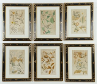 After David Dietrich - Six Botanical Prints