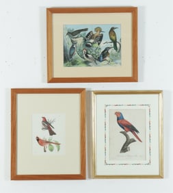 Ornithological Prints - Barraban, Schubert, Hill