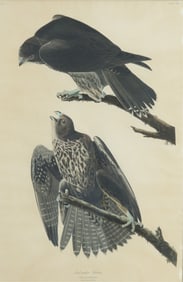 J J Audubon Havell "Labrador Falcon" 1834 Pl. 196