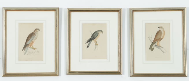 After Francis Orpen Morris - British Bird Prints