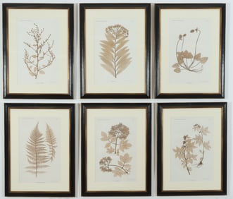 Von Ettingshausen - Six Botanical Prints