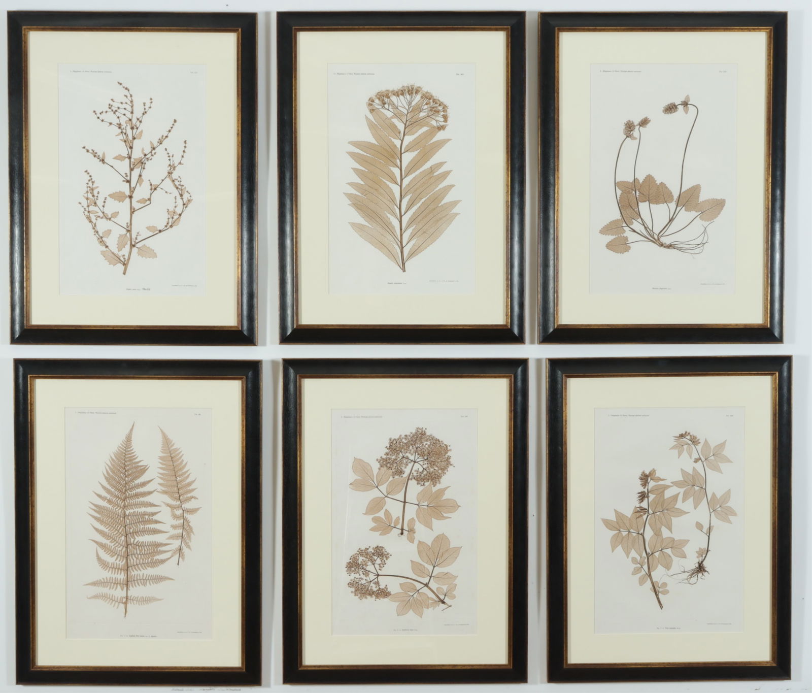 Von Ettingshausen - Six Botanical Prints (1 of 14)