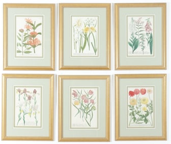 After Johann Wilhelm Weinmann - Botanical Prints