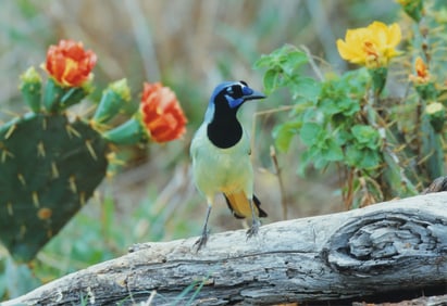 Thomas D. Mangelsen - Green Jay and Prickly Pears