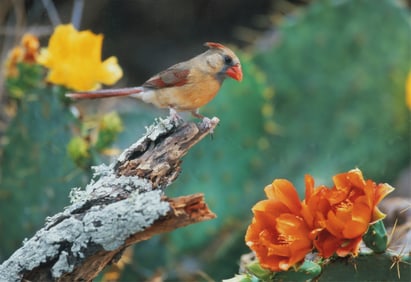 Thomas D. Mangelsen - First Mate, Female Cardinal