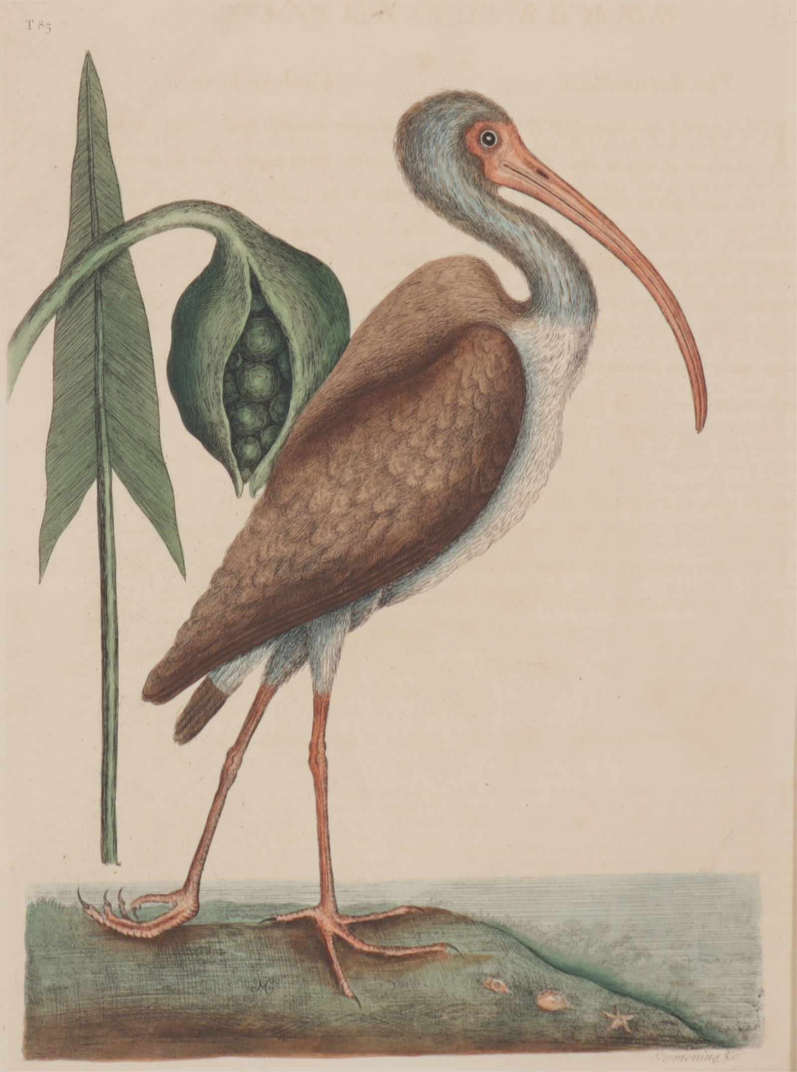 Mark Catesby - Brown Curlew T83, Engraving