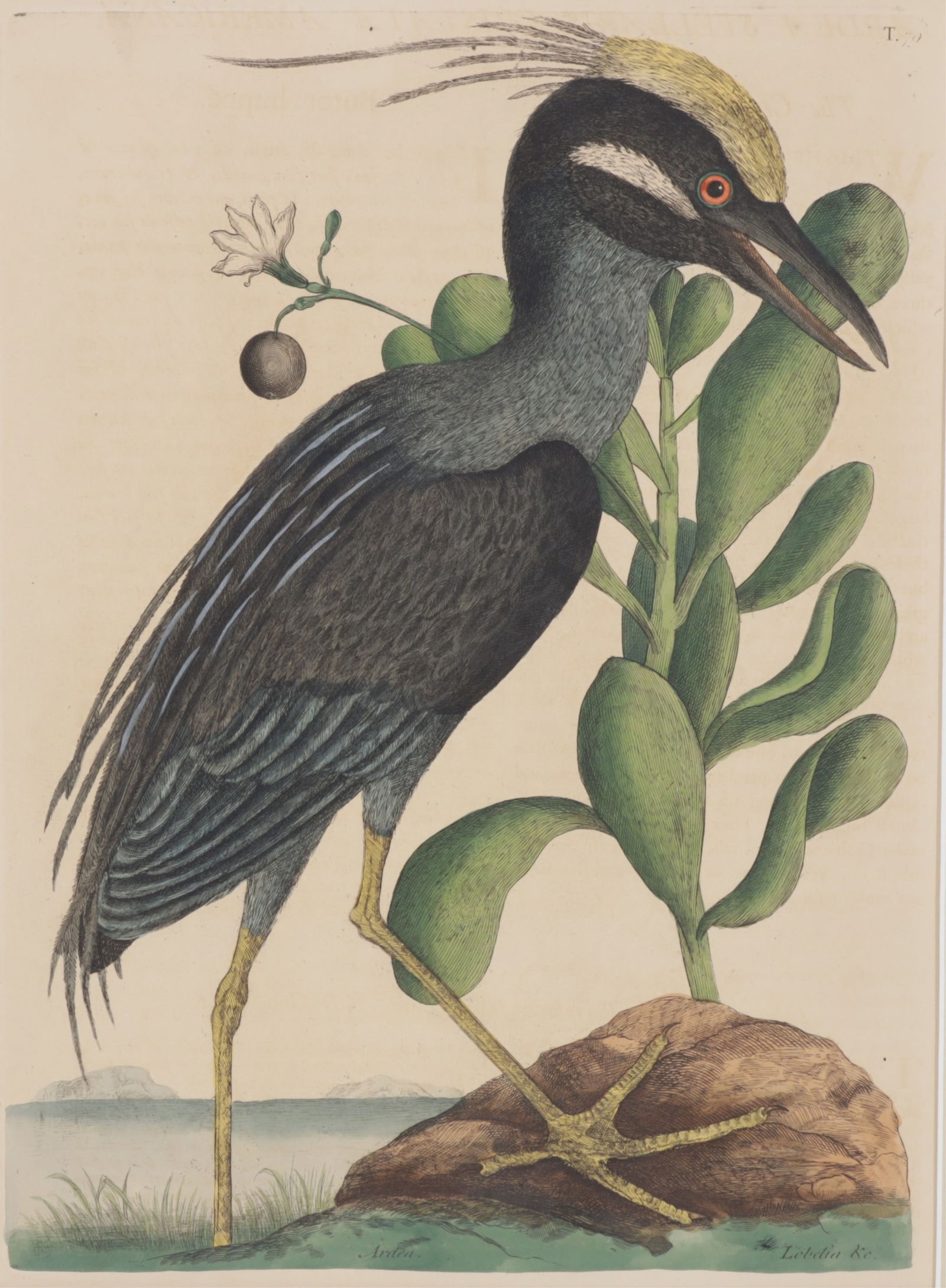 Mark Catesby - Crested Bittern T79, Engraving (1 of 11)