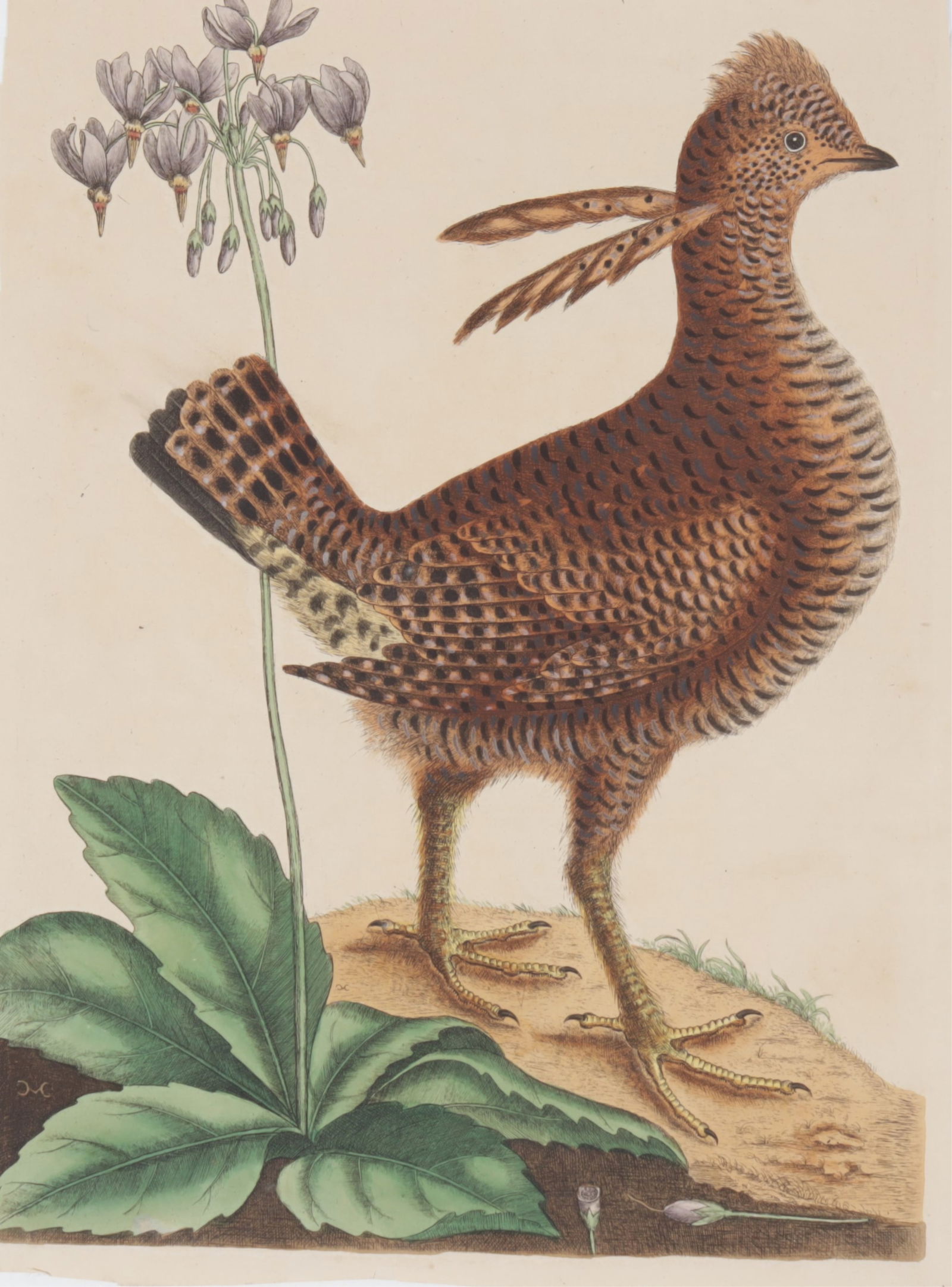 Mark Catesby - Heath Hen, Engraving (1 of 5)