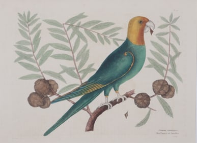 Mark Catesby - Parrot of Carolina T11, Engraving