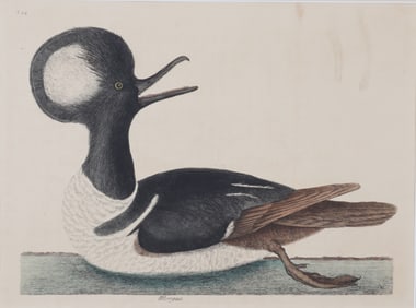 Mark Catesby - Hooded Merganser T94, Engraving
