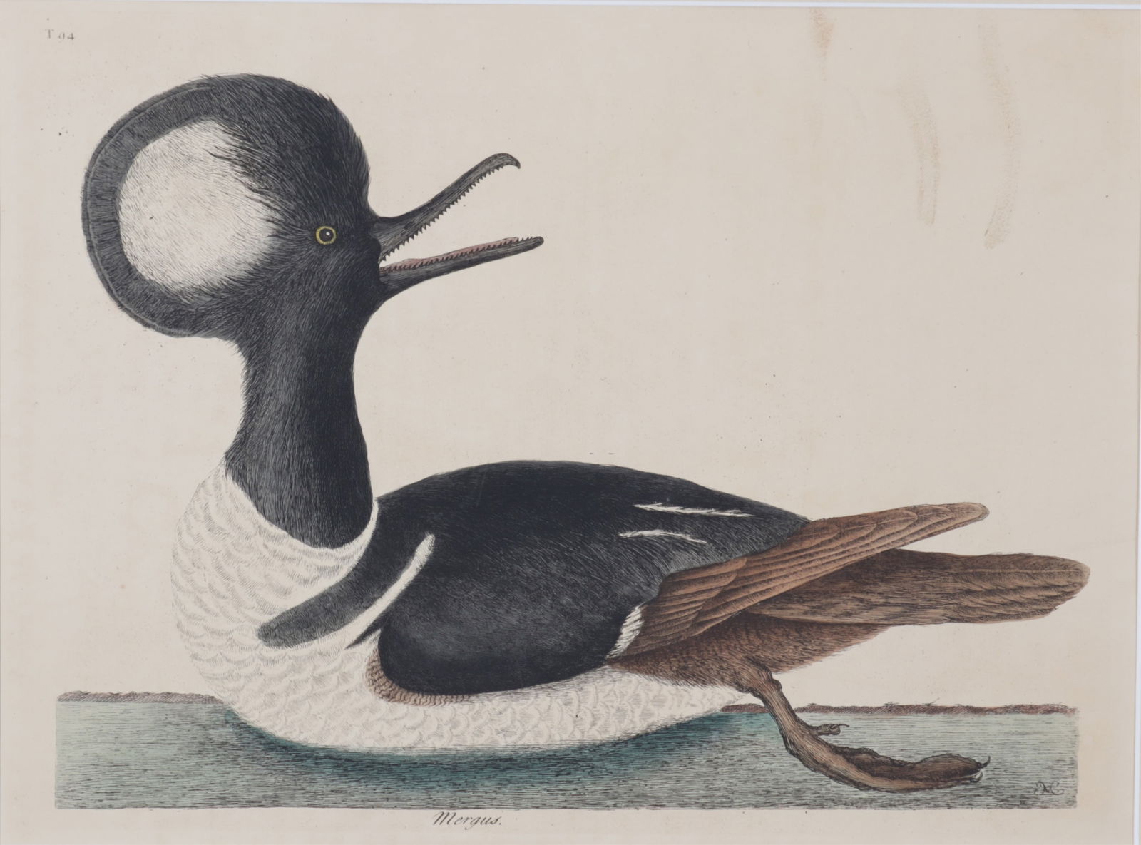 Mark Catesby - Hooded Merganser T94, Engraving (1 of 8)