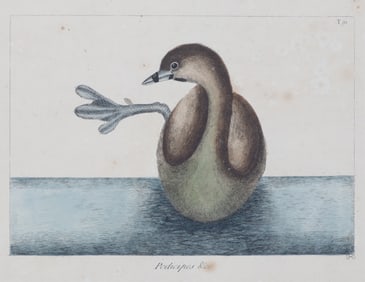 Mark Catesby - Pied Billed Grebe T91, Engraving
