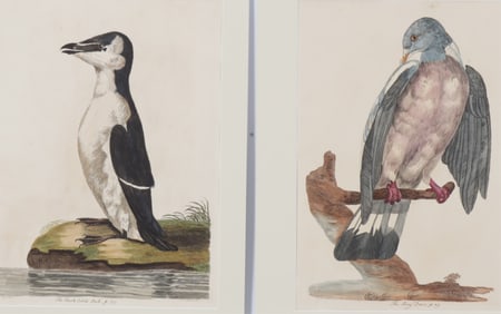 Peter Paillou after Mazell - Auk & Dove Engravings