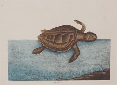 Mark Catesby - Loggerhead Turtle T40, Engraving