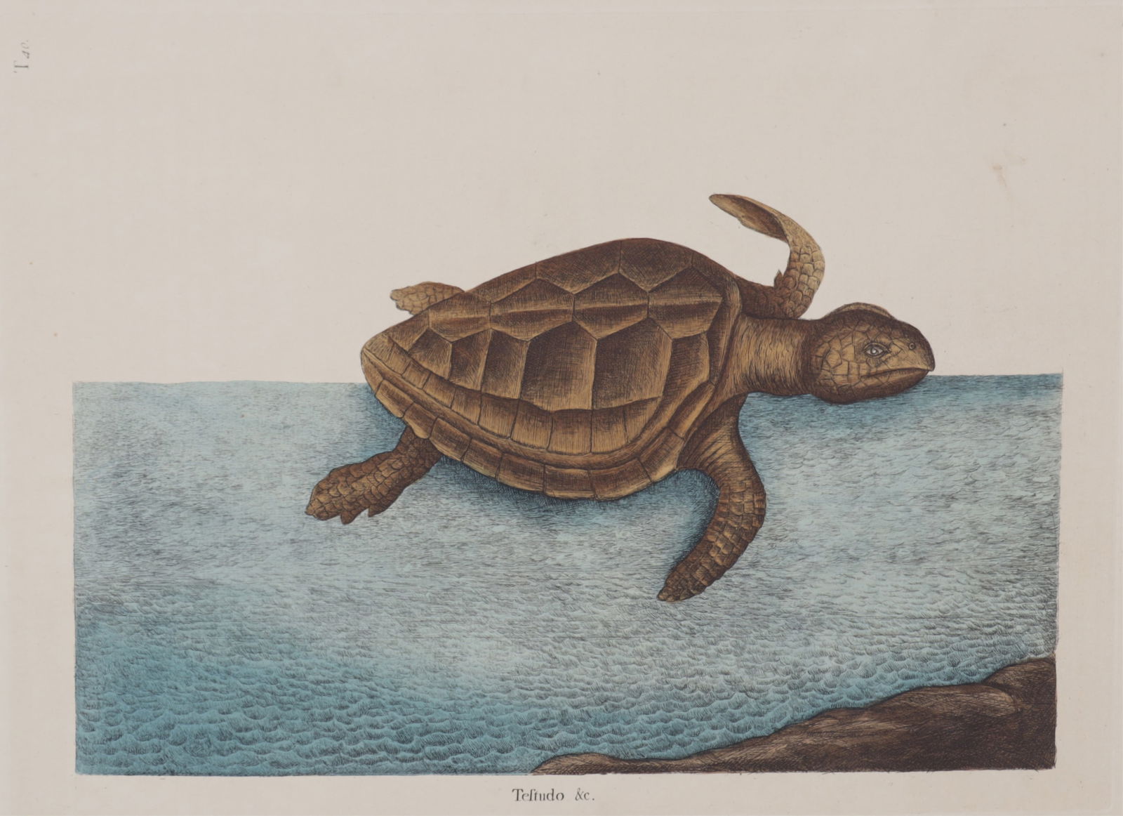 Mark Catesby - Loggerhead Turtle T40, Engraving (1 of 9)