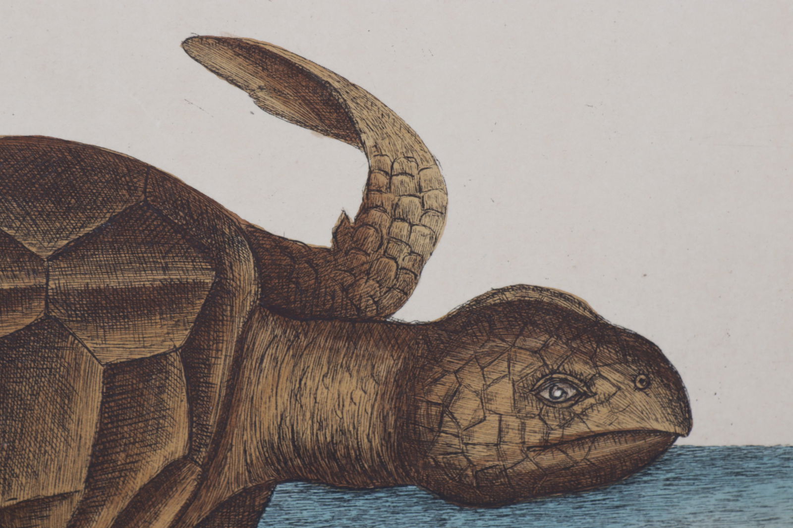 Mark Catesby - Loggerhead Turtle T40, Engraving - 3
