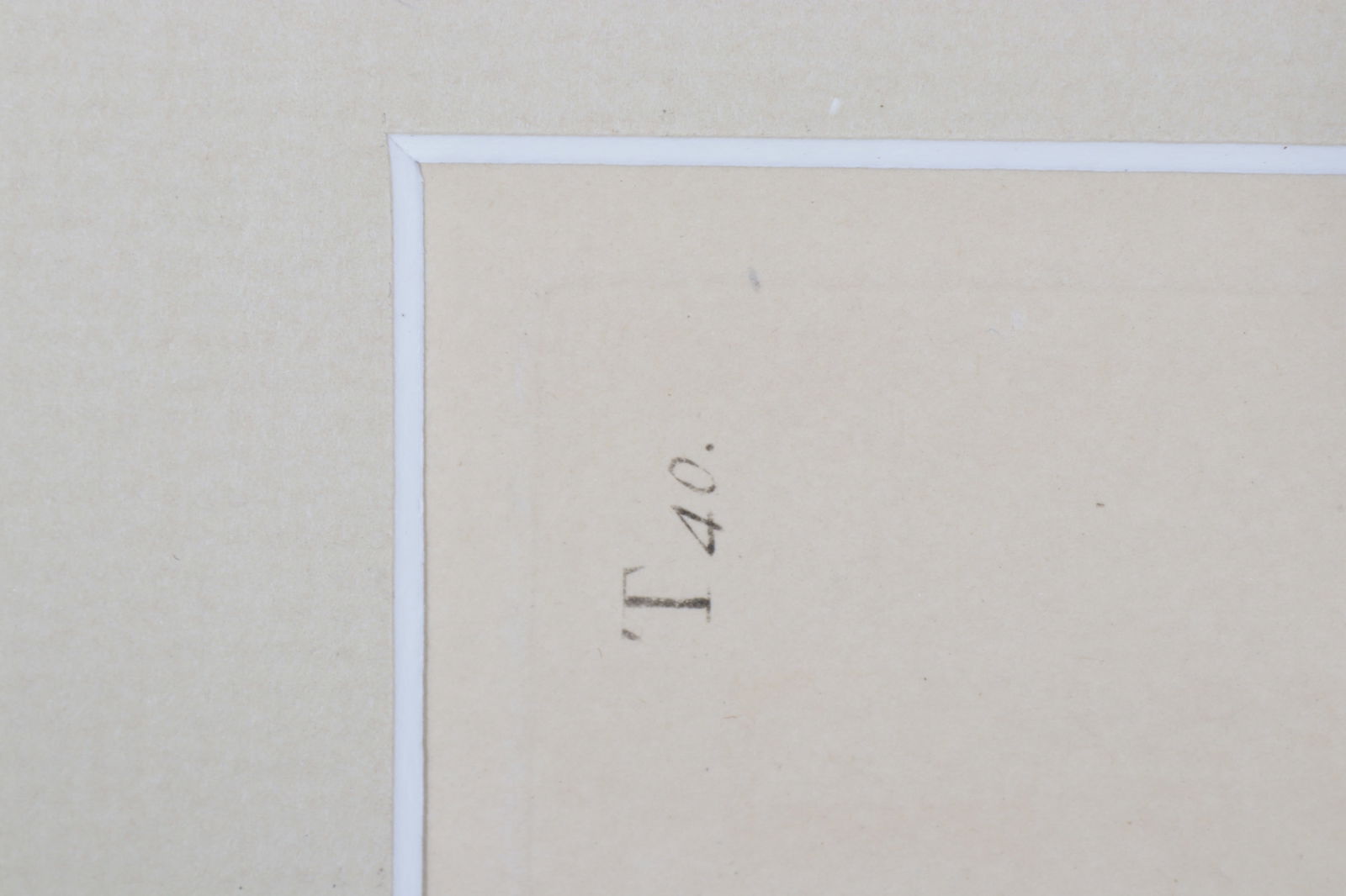 Mark Catesby - Loggerhead Turtle T40, Engraving - 4