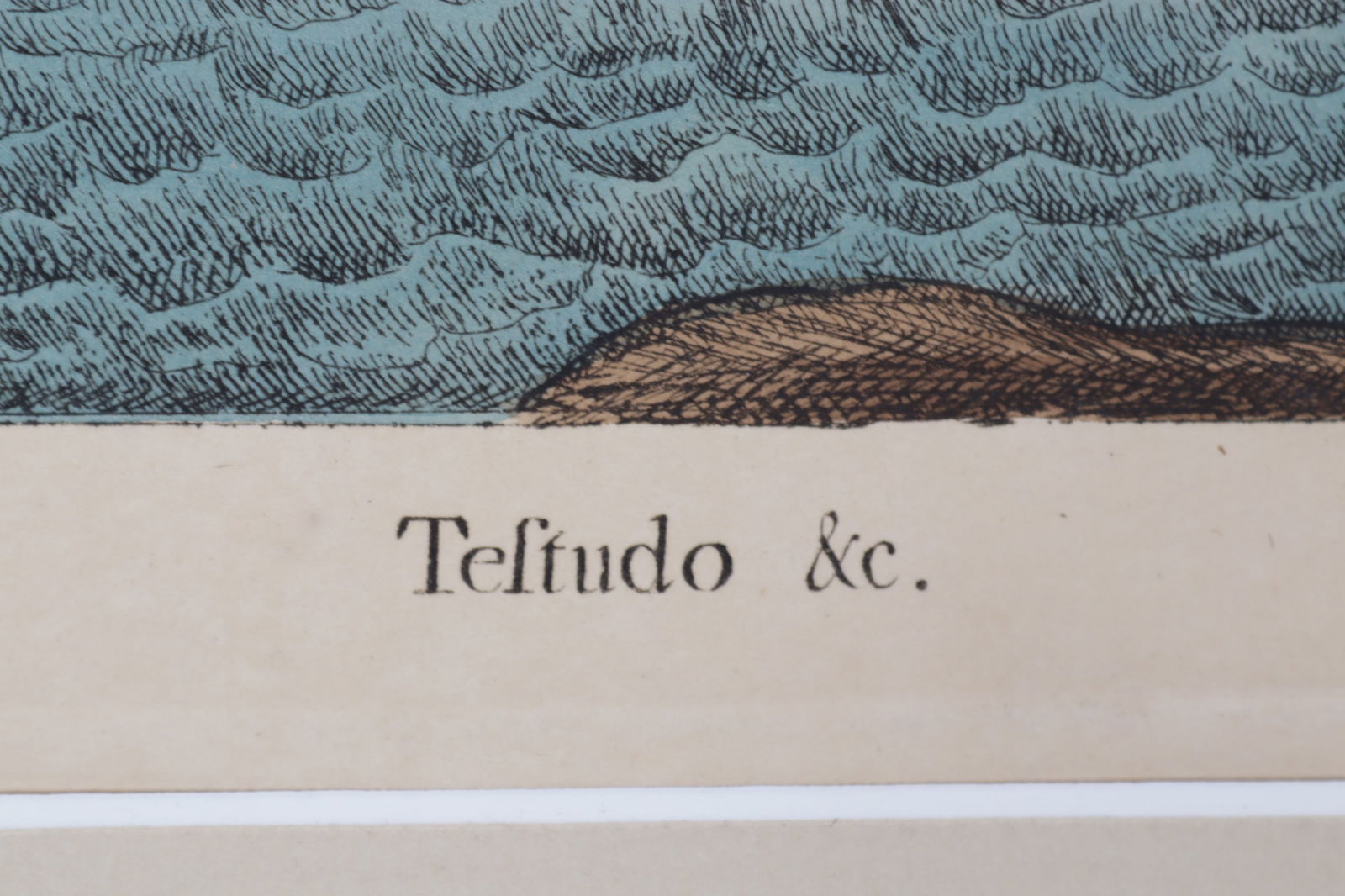 Mark Catesby - Loggerhead Turtle T40, Engraving - 5