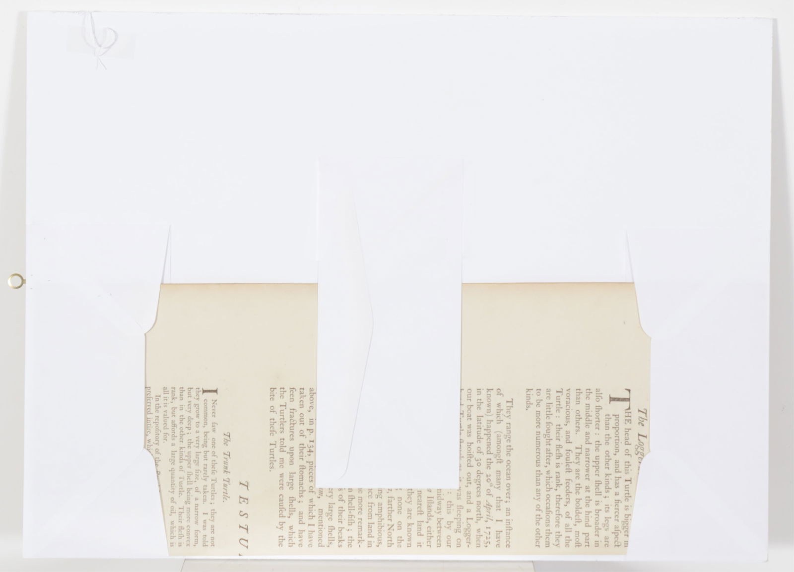 Mark Catesby - Loggerhead Turtle T40, Engraving - 6