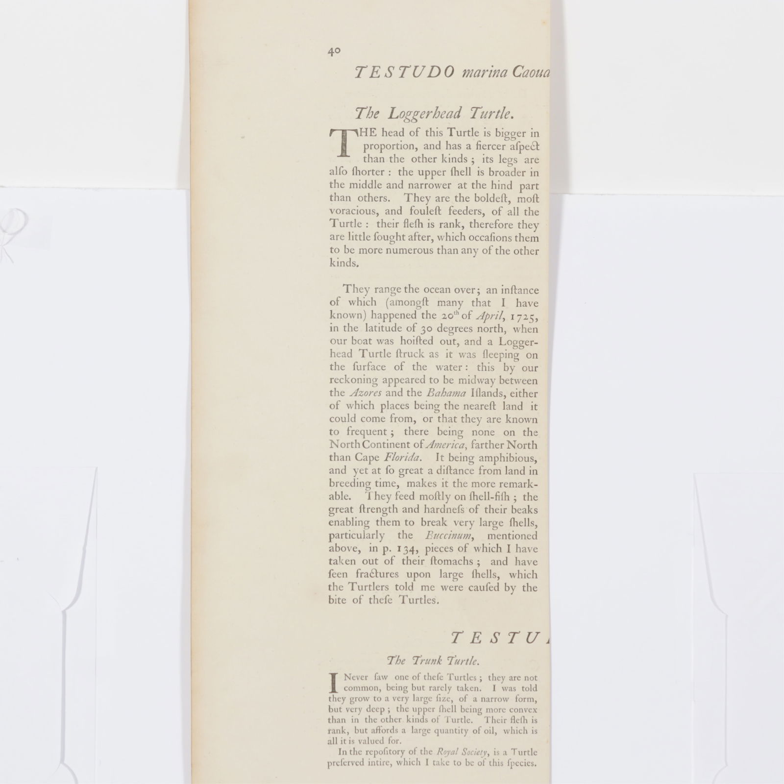 Mark Catesby - Loggerhead Turtle T40, Engraving - 7