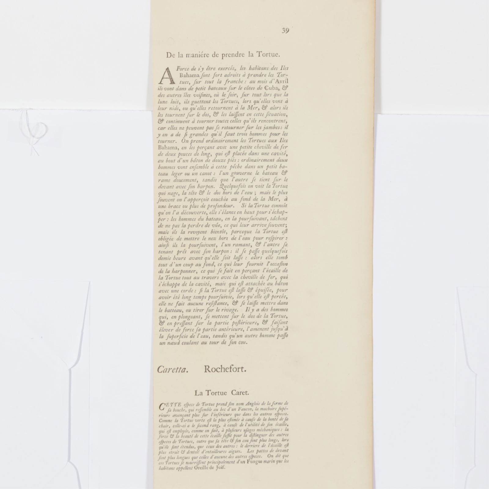 Mark Catesby - Loggerhead Turtle T40, Engraving - 8