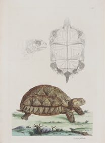 John Frederick Miller - African Spurred Tortoise