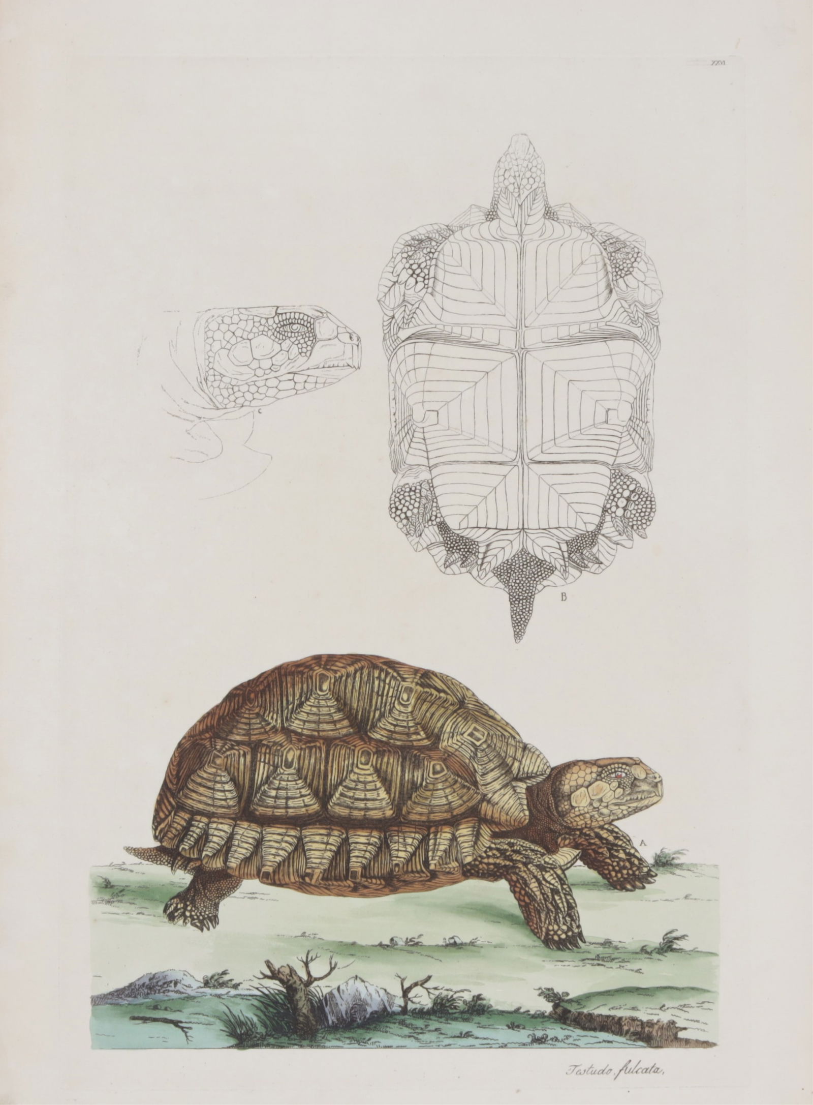 John Frederick Miller - African Spurred Tortoise (1 of 8)