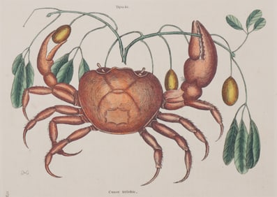Mark Catesby - The Land Crab T32, Engraving
