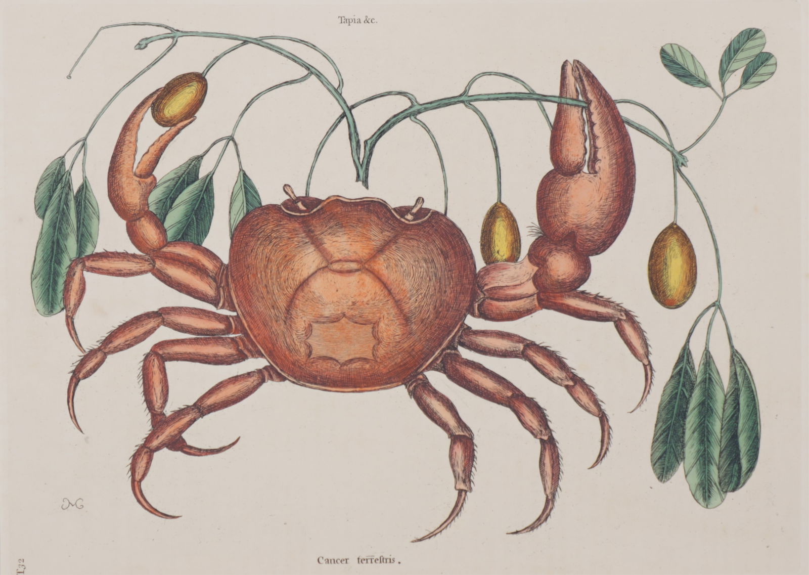 Mark Catesby - The Land Crab T32, Engraving: Mark Catesby (British/American, 1683-1749) "The Land Crab" (Cancer Terrestris Tapia), Plate T32, monogrammed MC in plate, third edition 1771-1810. Included is the original sheet of text from the folio